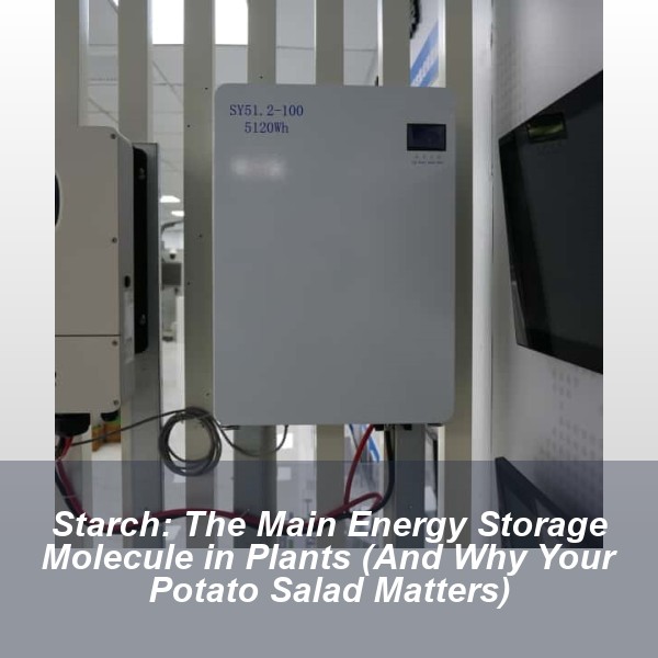 Starch: The Main Energy Storage Molecule in Plants (And Why Your Potato Salad Matters)